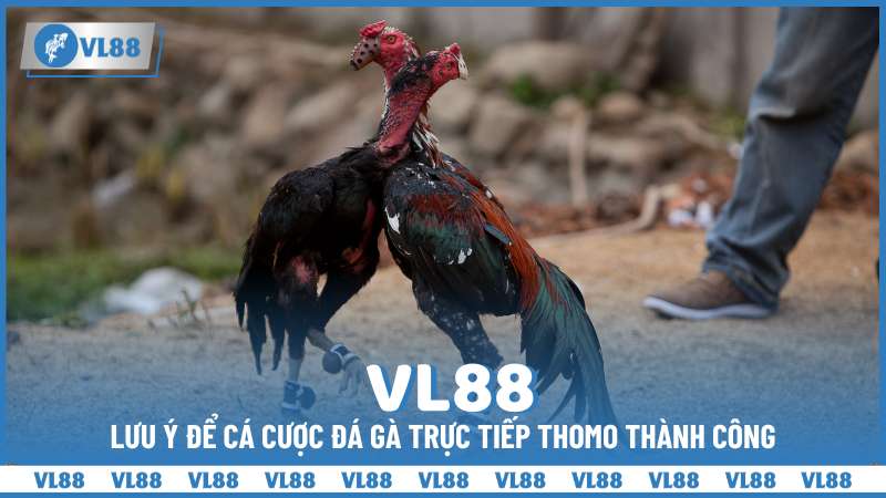 Lưu ý để cá cược đá gà trực tiếp Thomo thành công