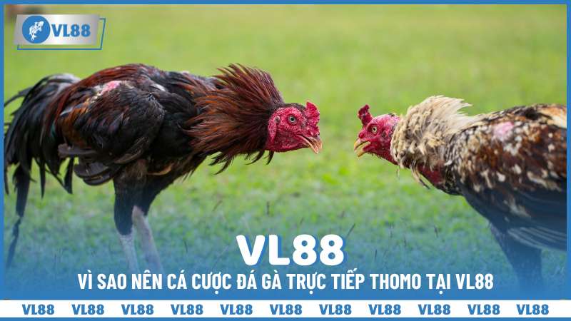 Vì sao nên cá cược đá gà trực tiếp Thomo tại VL88